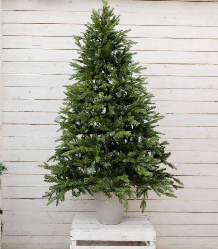 Albero di natale tips 2