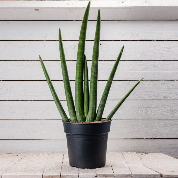Sansevieria Cylindrica