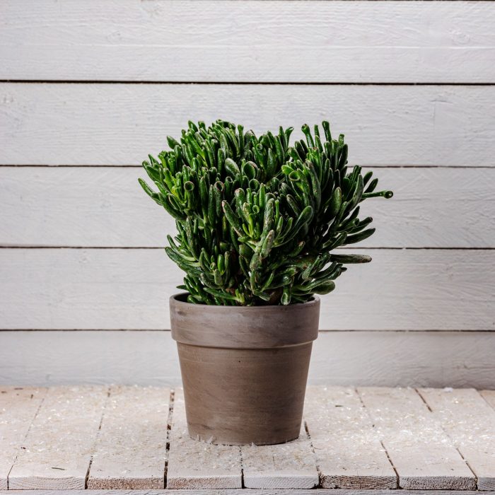Crassula hobbit