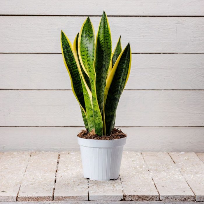 Sanseveria