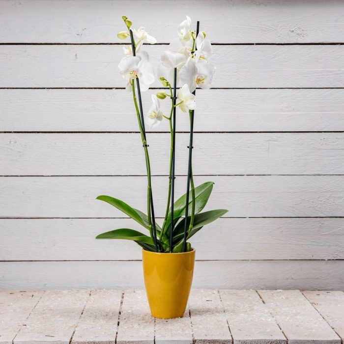 Portavaso per orchidee