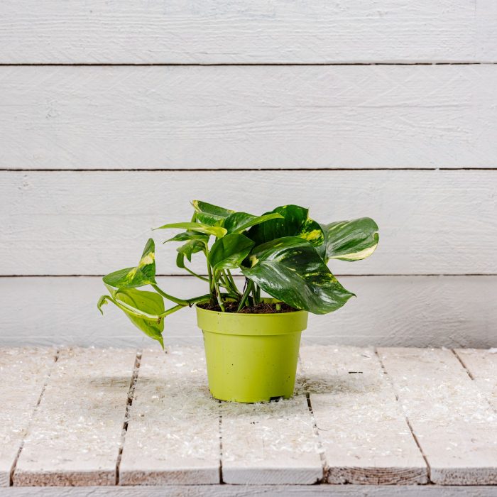 Pothos scindapsus