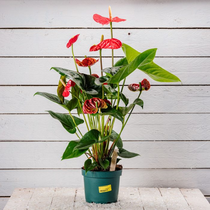 Anthurium