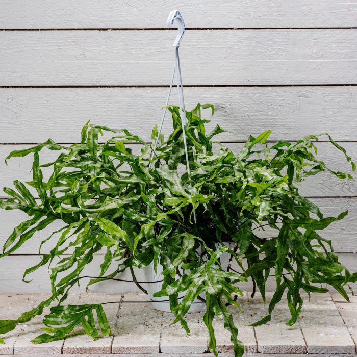 Dasylirum basket